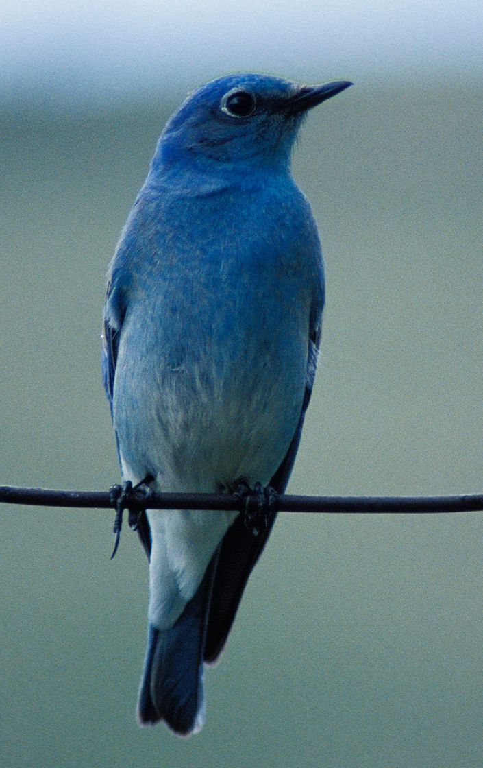 Canción blue bird