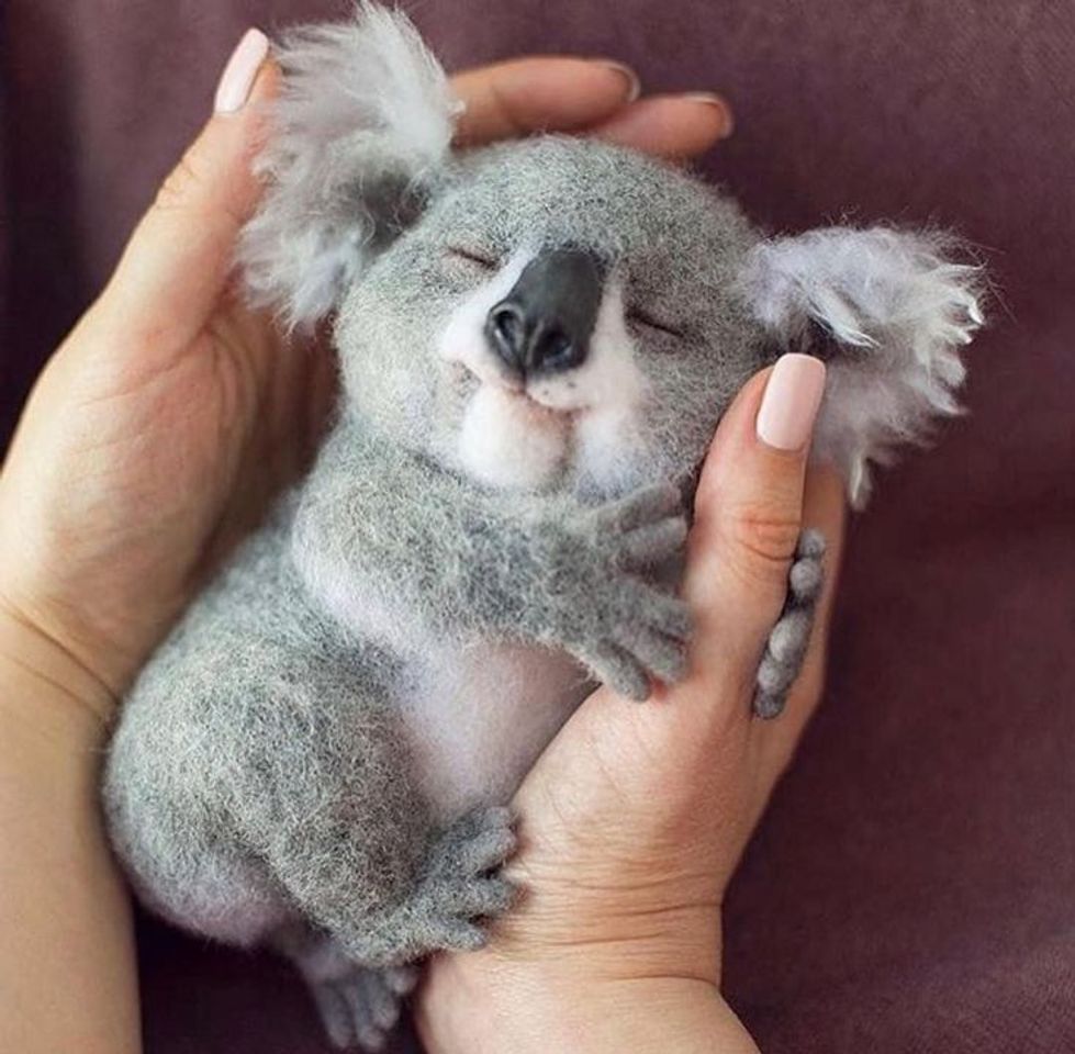 Social Coala muito lindo e fofo😊😍
