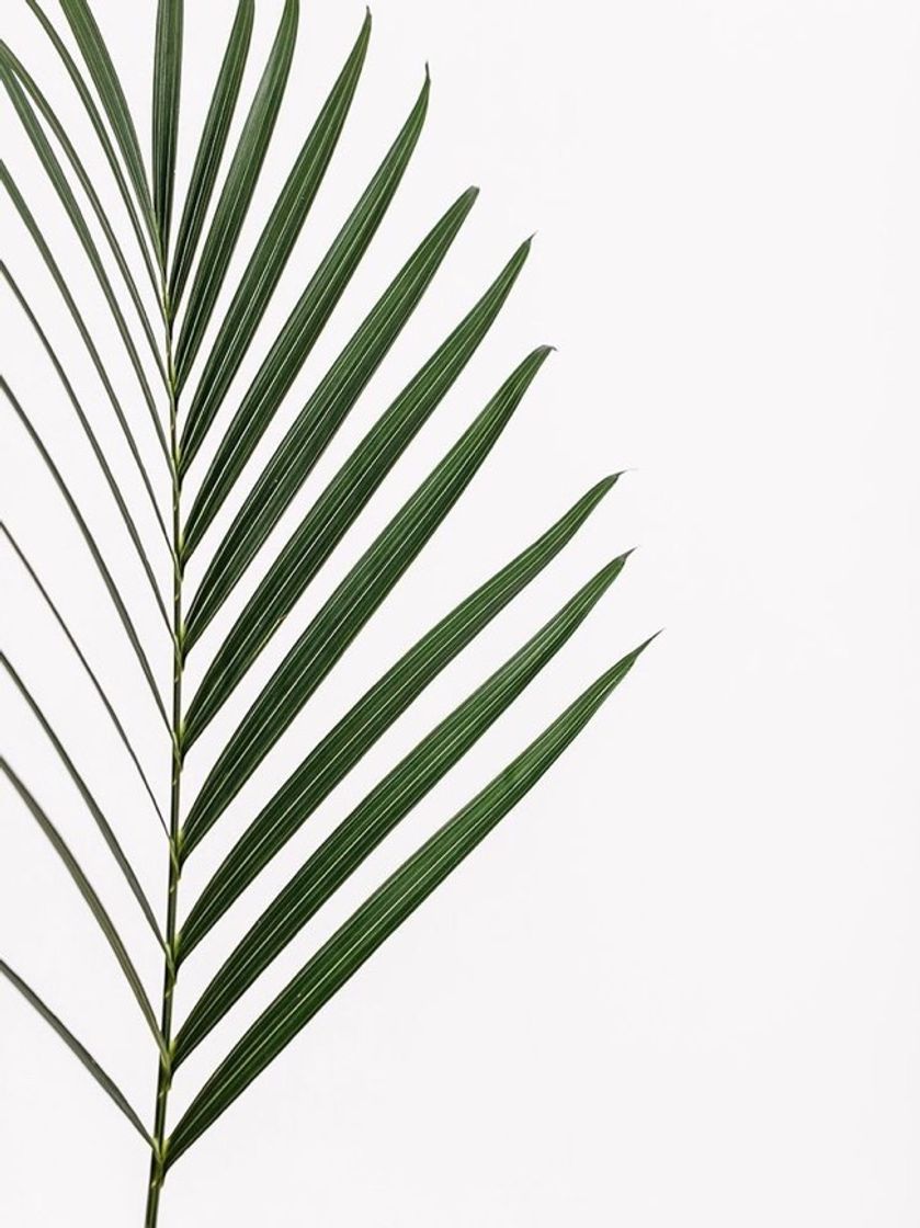 Social 𝑊ℎ𝑖𝑡𝑒 