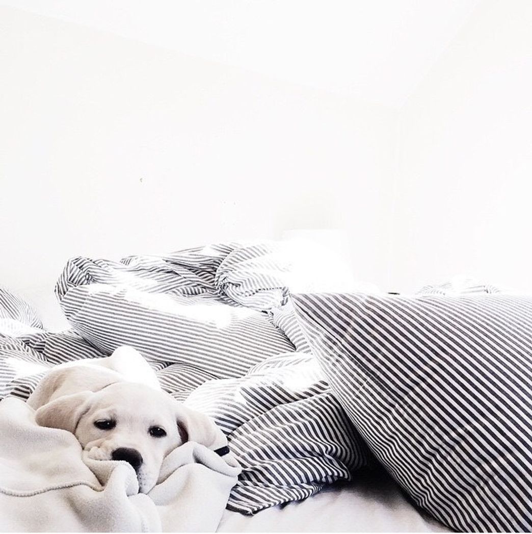 Social 𝑊ℎ𝑖𝑡𝑒 