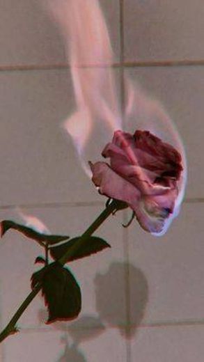 Uma rosa 💜