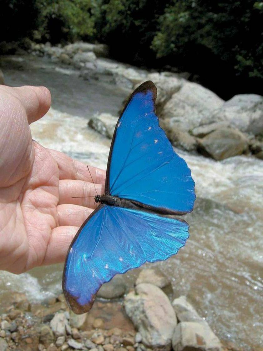 Moda blue butterfly