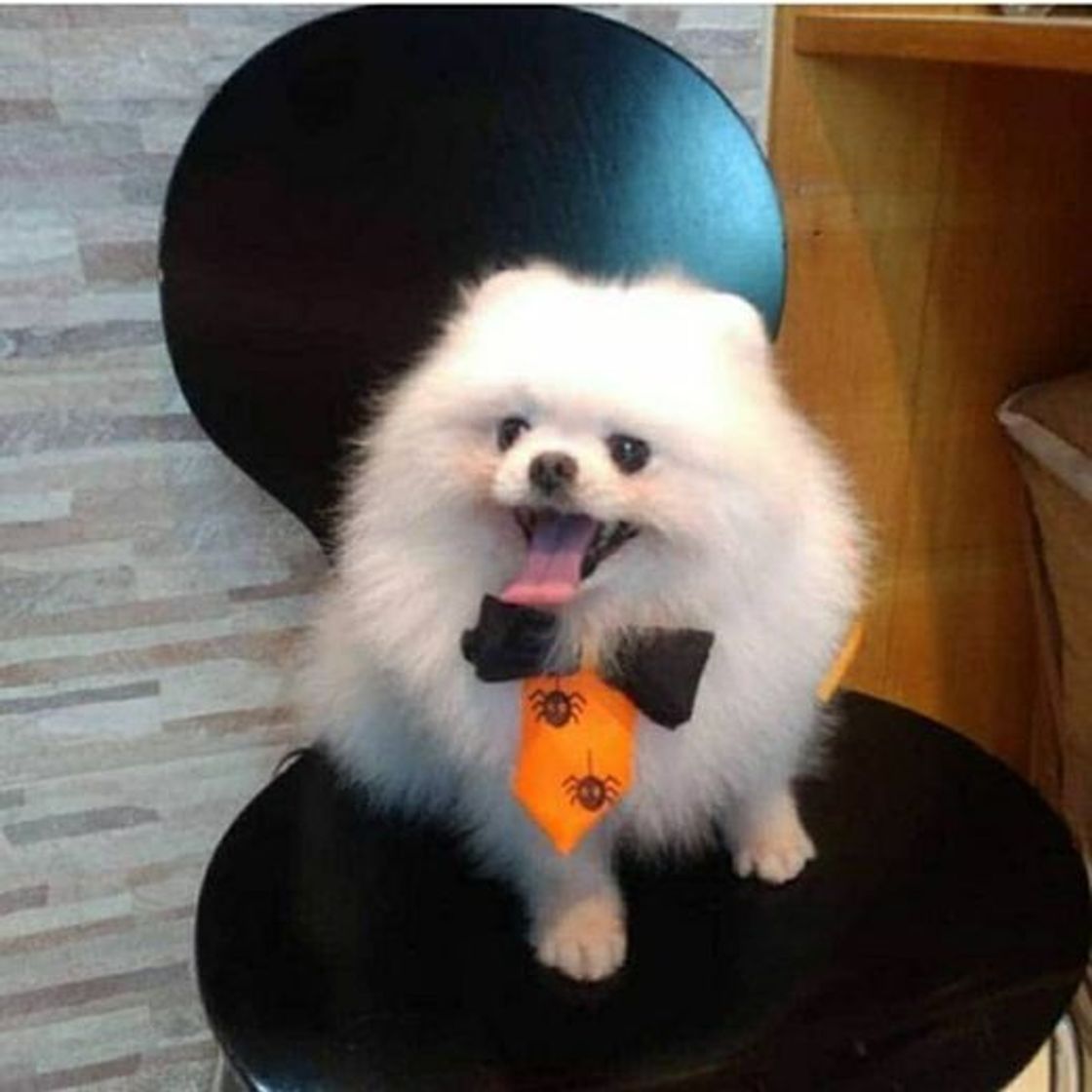 Social Tuffy com 15 anos