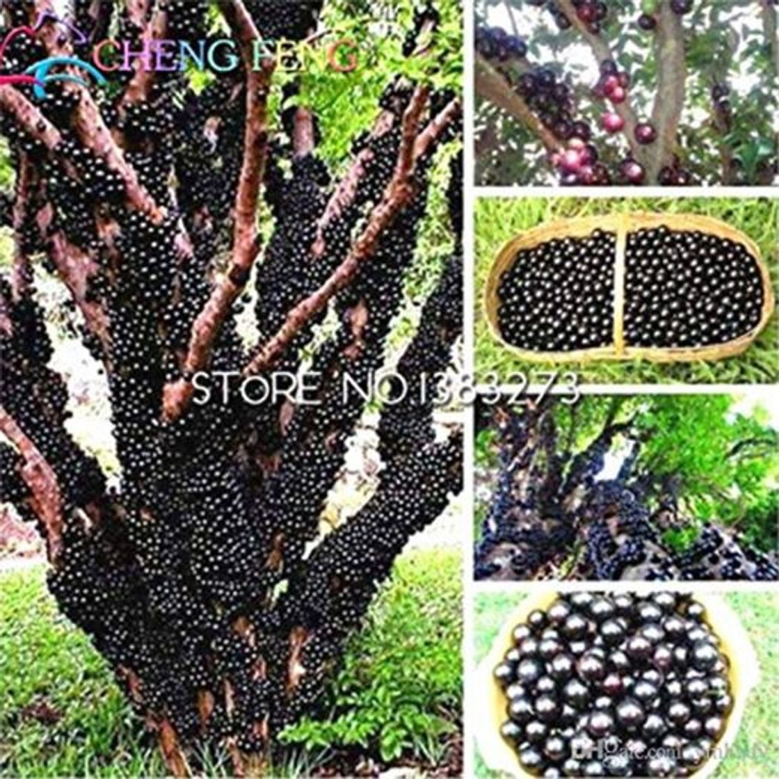 Products 100 piezas comestibles del Buen Gusto Jabuticaba Semillas Semillas de fruta sana interior y exterior Bonsai árbol Novel