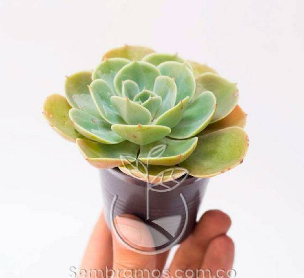 Moda Suculenta Rosa de Alabastro (Echeveria Secunda 'Glauca ...