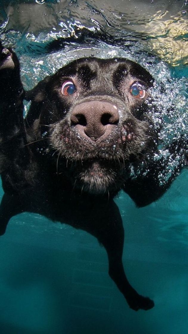 Fashion Labrador Preto