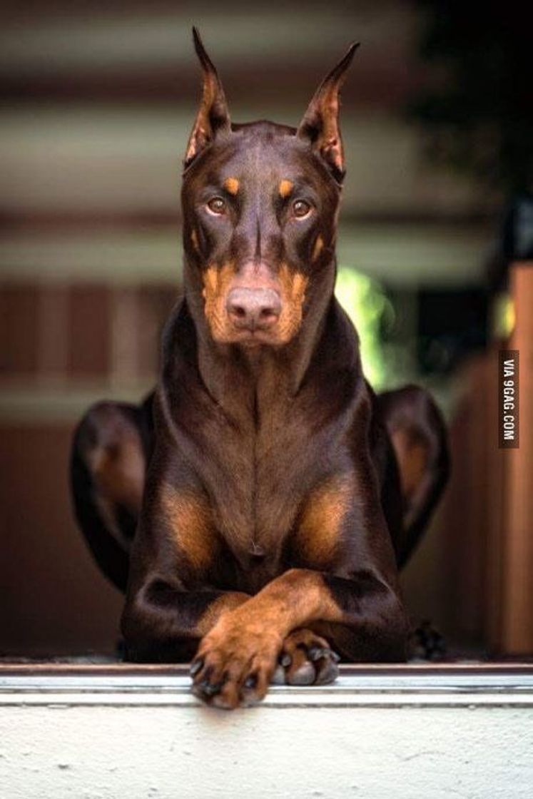 Fashion Doberman