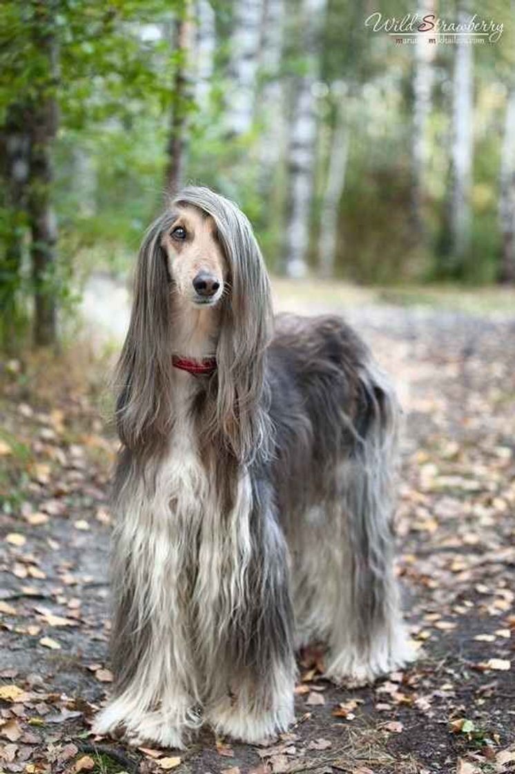 Alfegão Hound | Alghan Hound