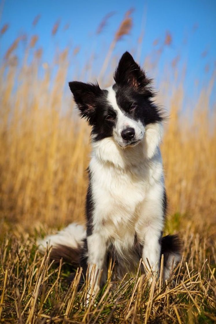 Border Collie 