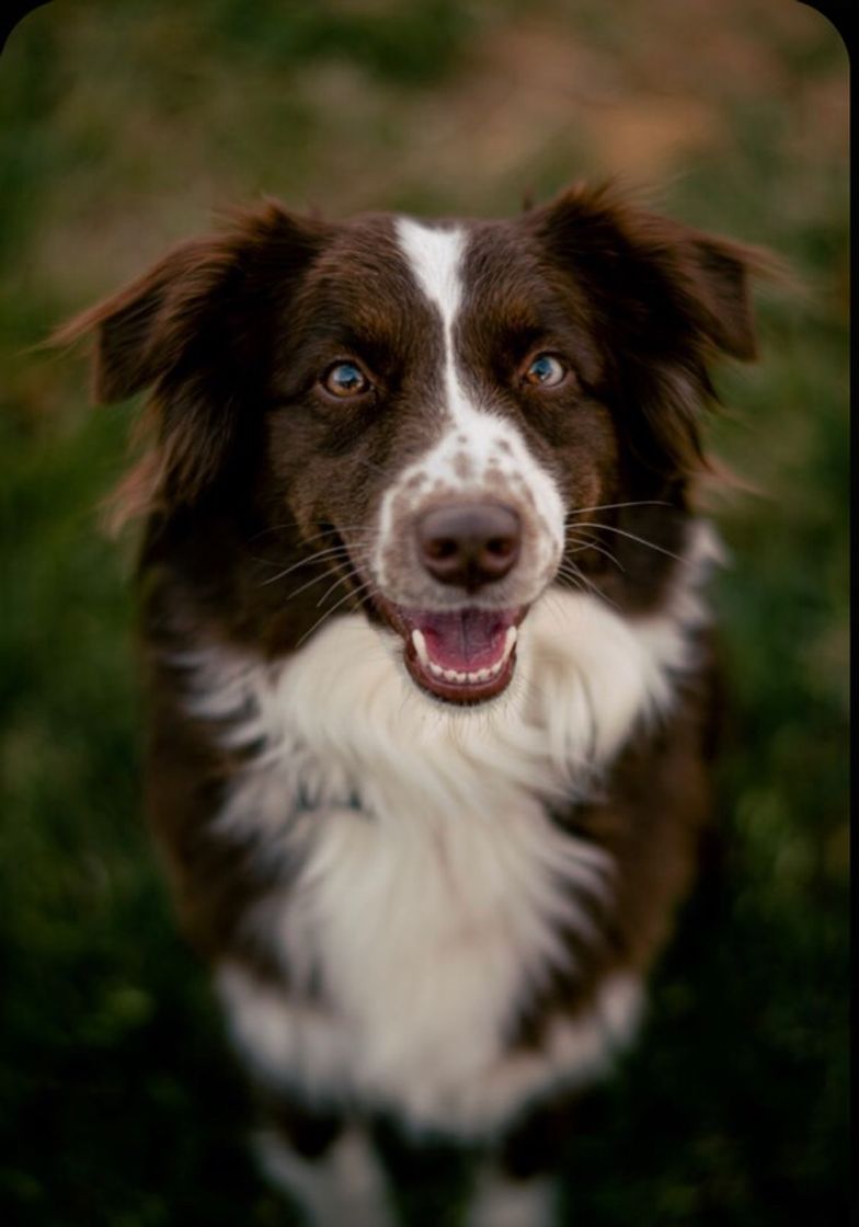 Moda Border collie