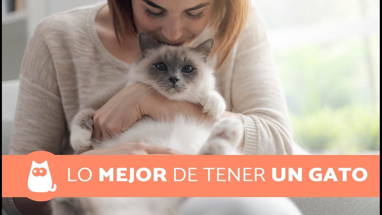 Fashion 8 VENTAJAS de tener un GATO 🧡 - YouTube