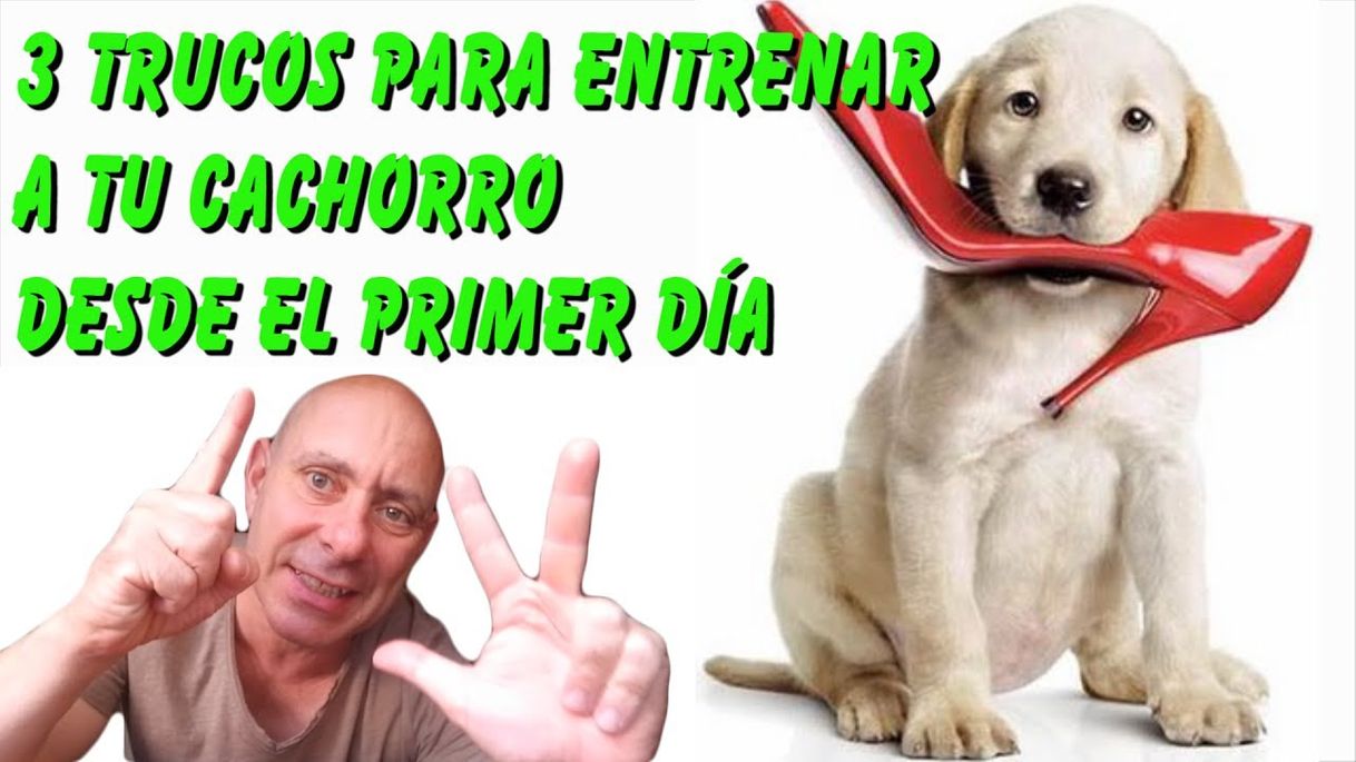 COMO ENTRENAR Y ADIESTRAR A TU CACHORRO 🐕👏