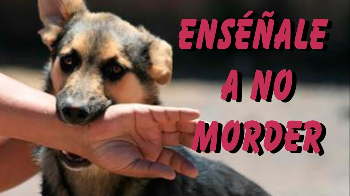 5 Trucos para Adiestrar a tu Perro a no Morder 👏💯 