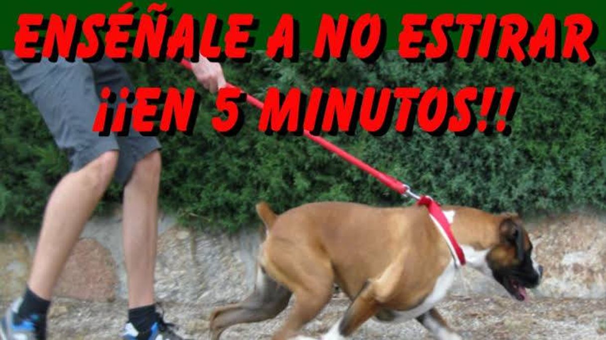 Adiestramiento canino 🐕
