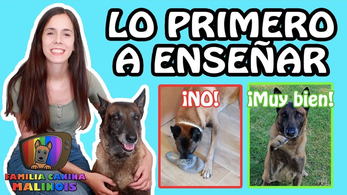 Las PRIMERAS ÓRDENES que DEBES ENSEÑAR a un PERRO 