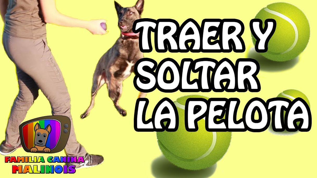 ENSEÑAR a mi PERRO a TRAER la PELOTA y SUELTE 