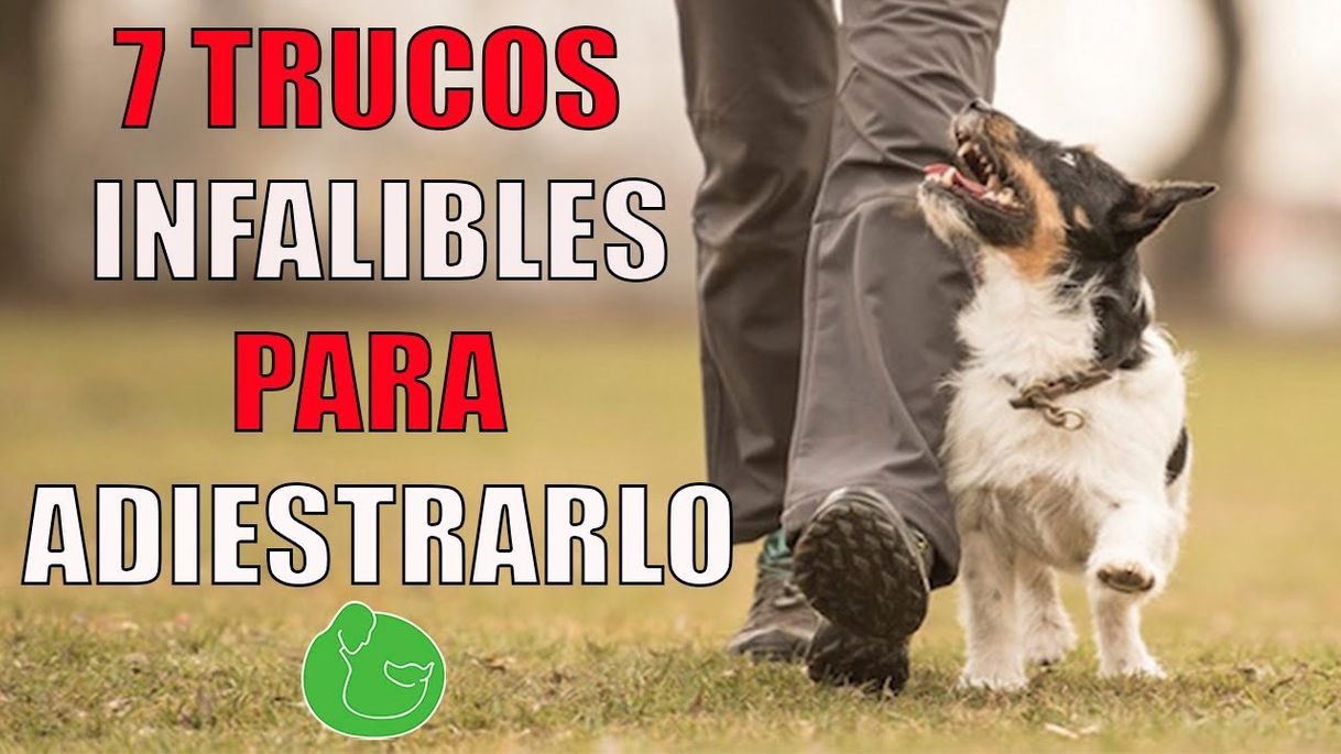 7 TRUCOS de ADIESTRAMIENTO CANINO ✨🐕☝️