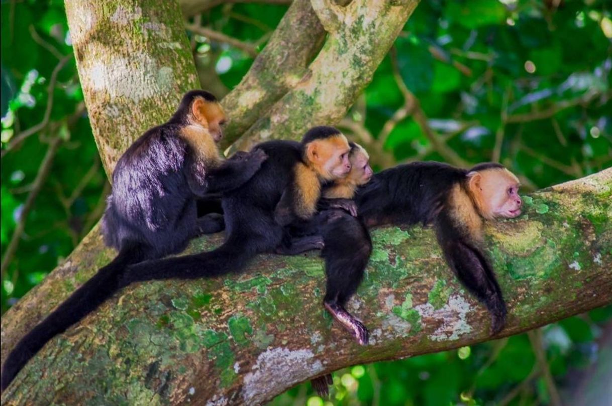 Place Manuel Antonio National Park