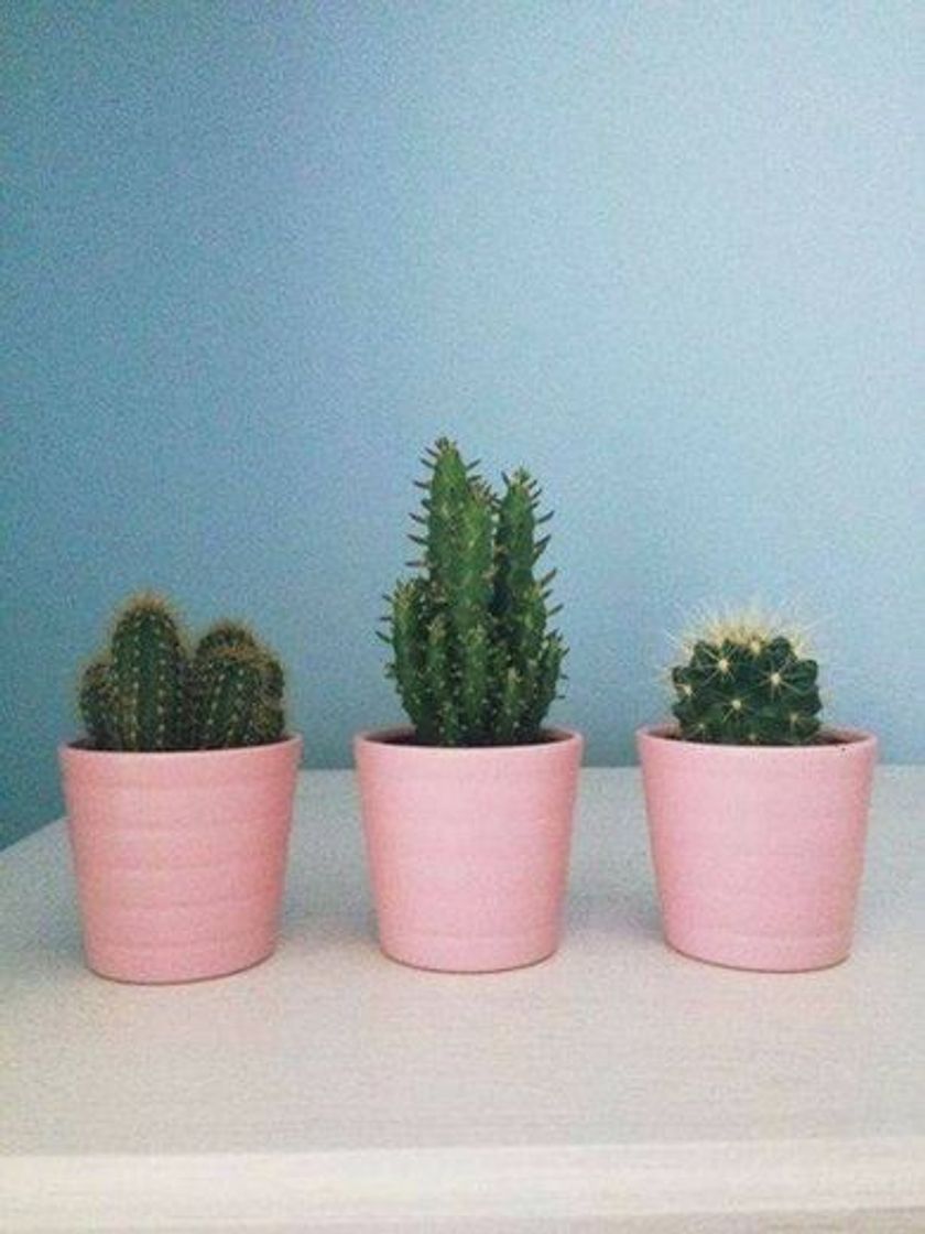 Moda Cactos em vasinhos rosa🌵💗