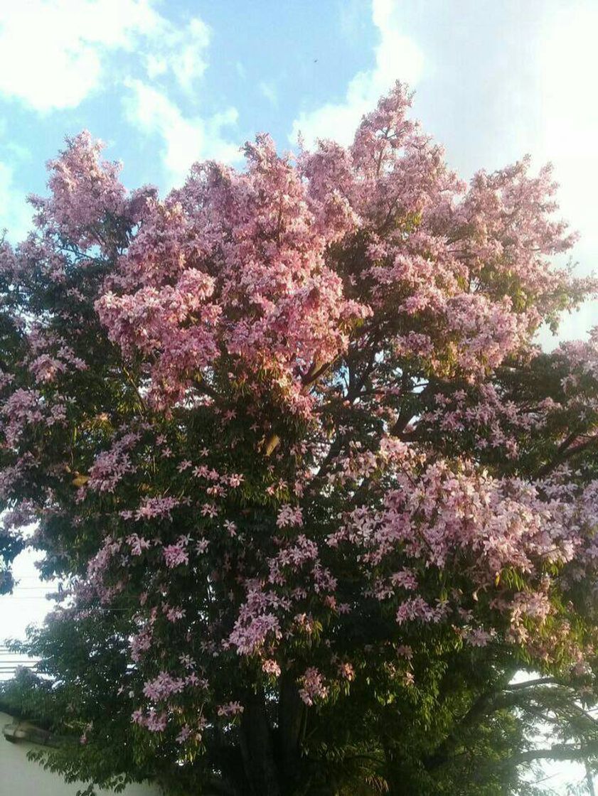 Fashion Árvores com flores rosa