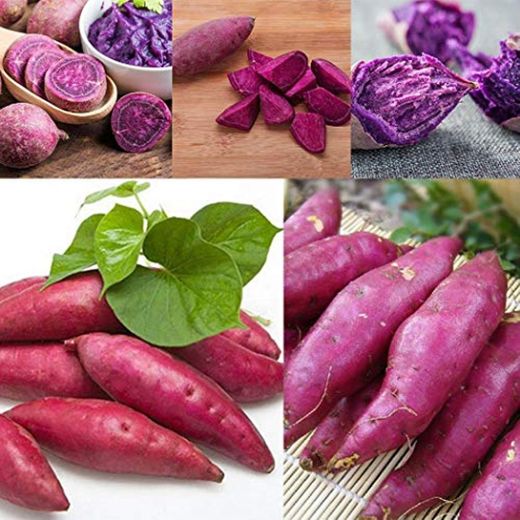 TOMASA Jardin- 50 piezas de patata dulce semillas de jardín hortalizas frescas deliciosas