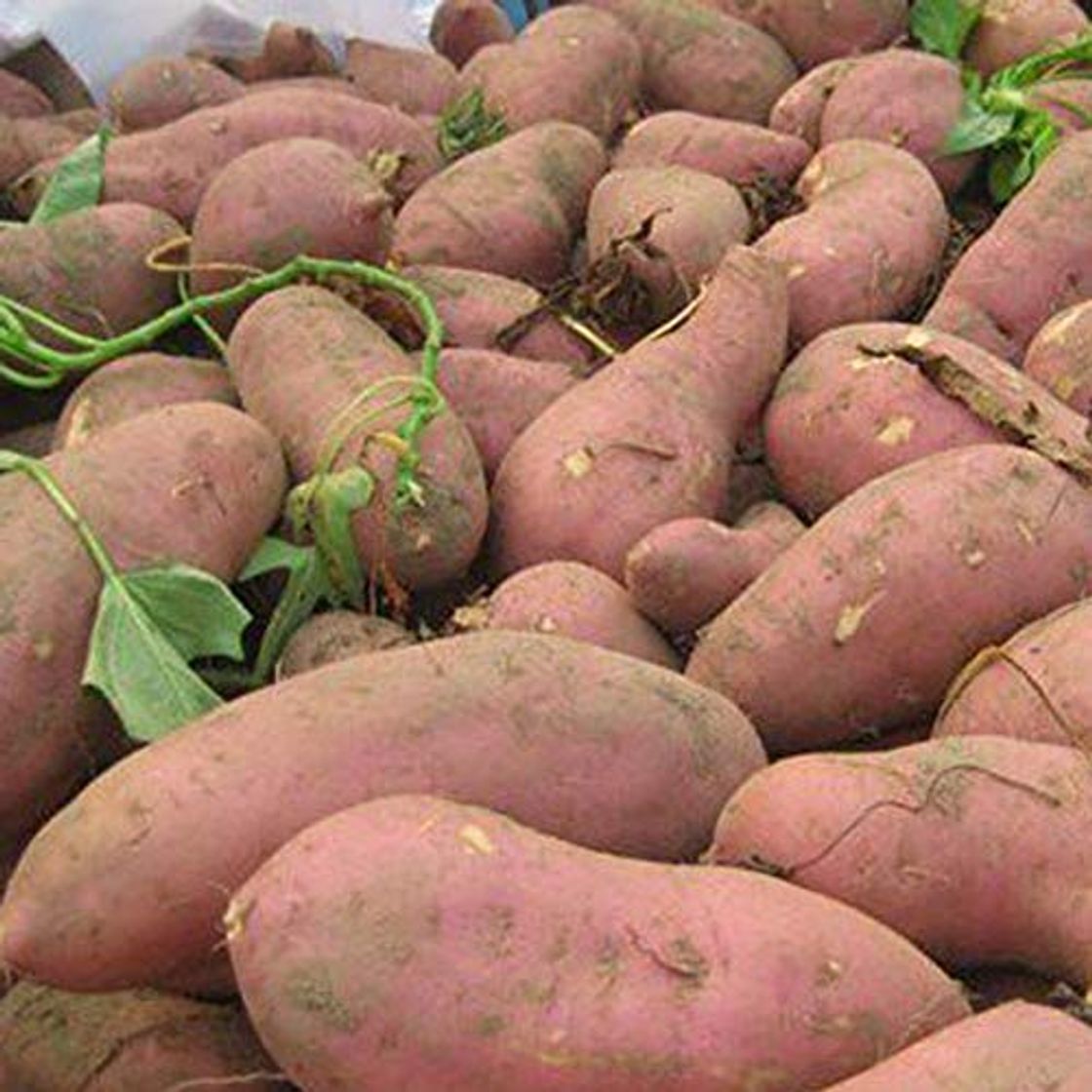 Producto CFPacrobaticS 20Pcs Sweet PotaSeeds Bonsai Delicious Fruit Vegetable Batata Easy Grow