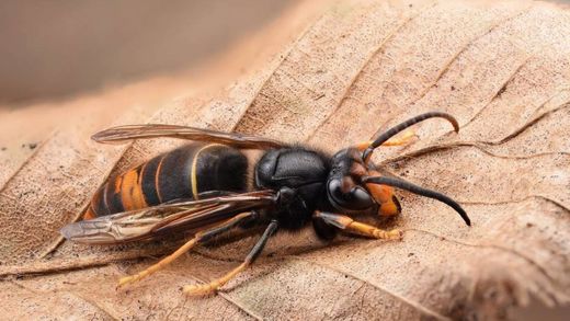 Abejas Asesinan a una Avispa Asiática