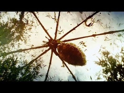 Giant Spider Attack Scene - 