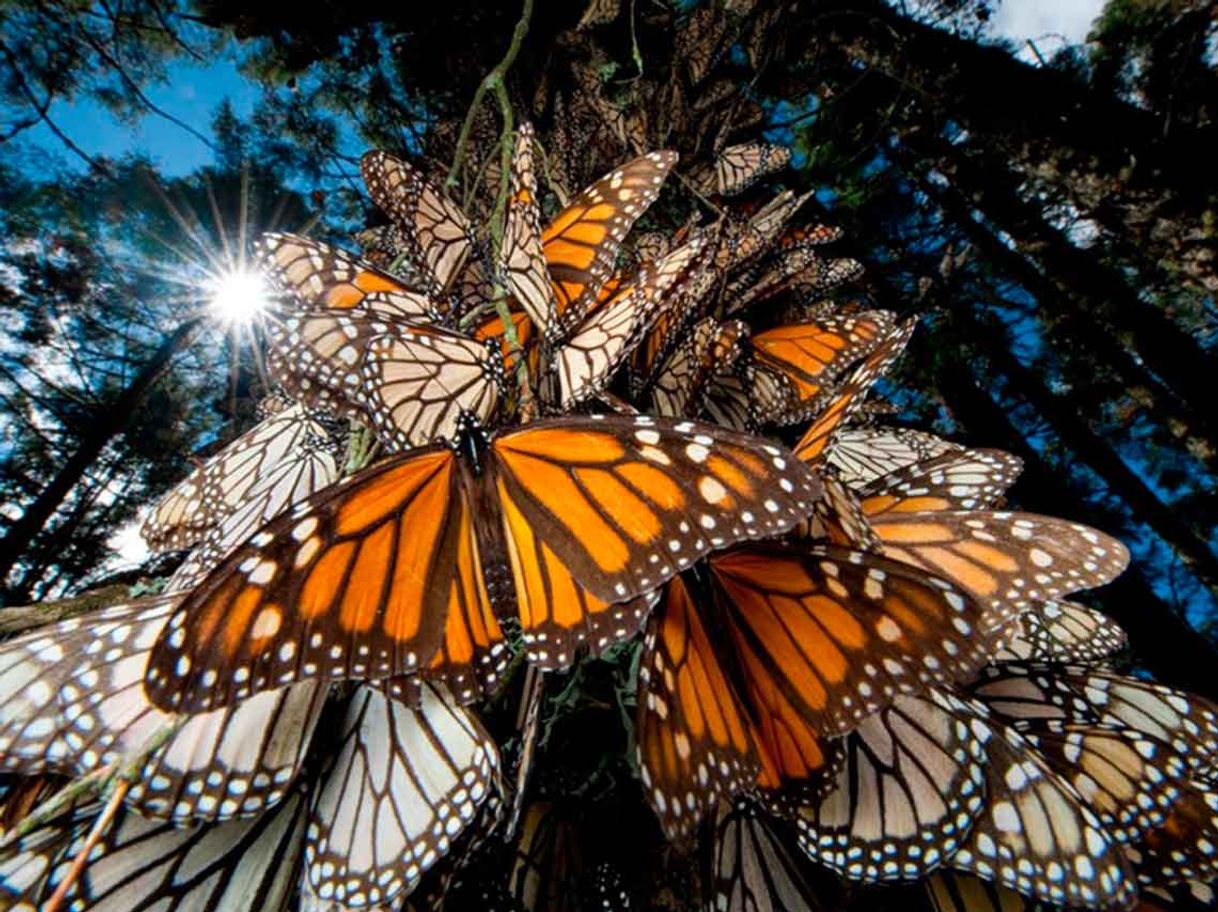 Place Santuario de la Mariposa Monarca