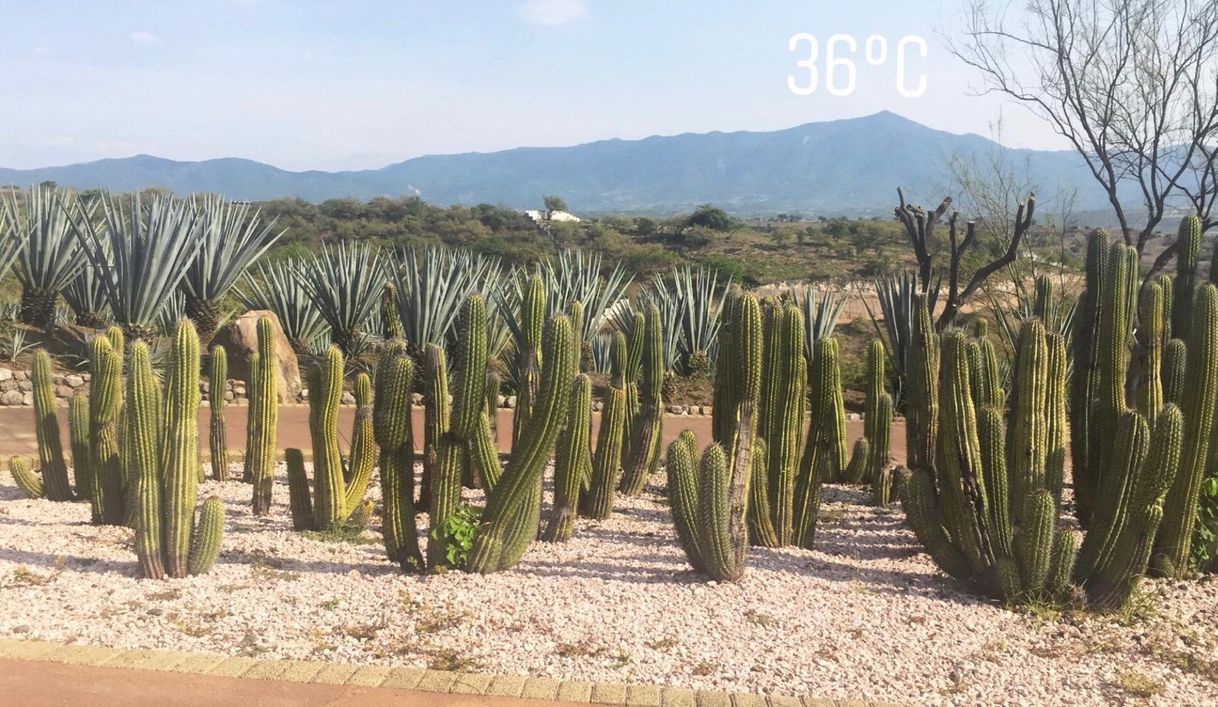 Lugar Jardines de México