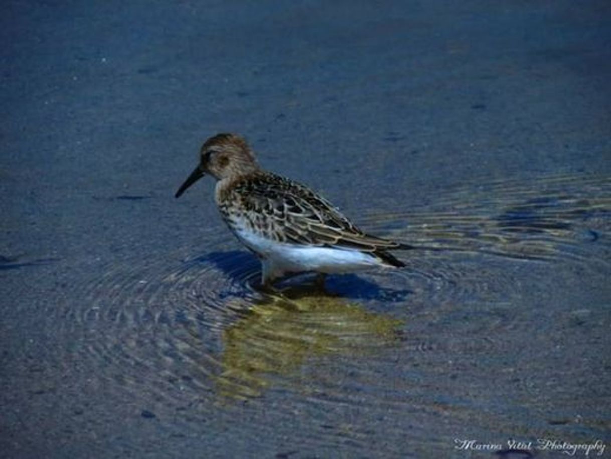 Social Foto de pássaro 