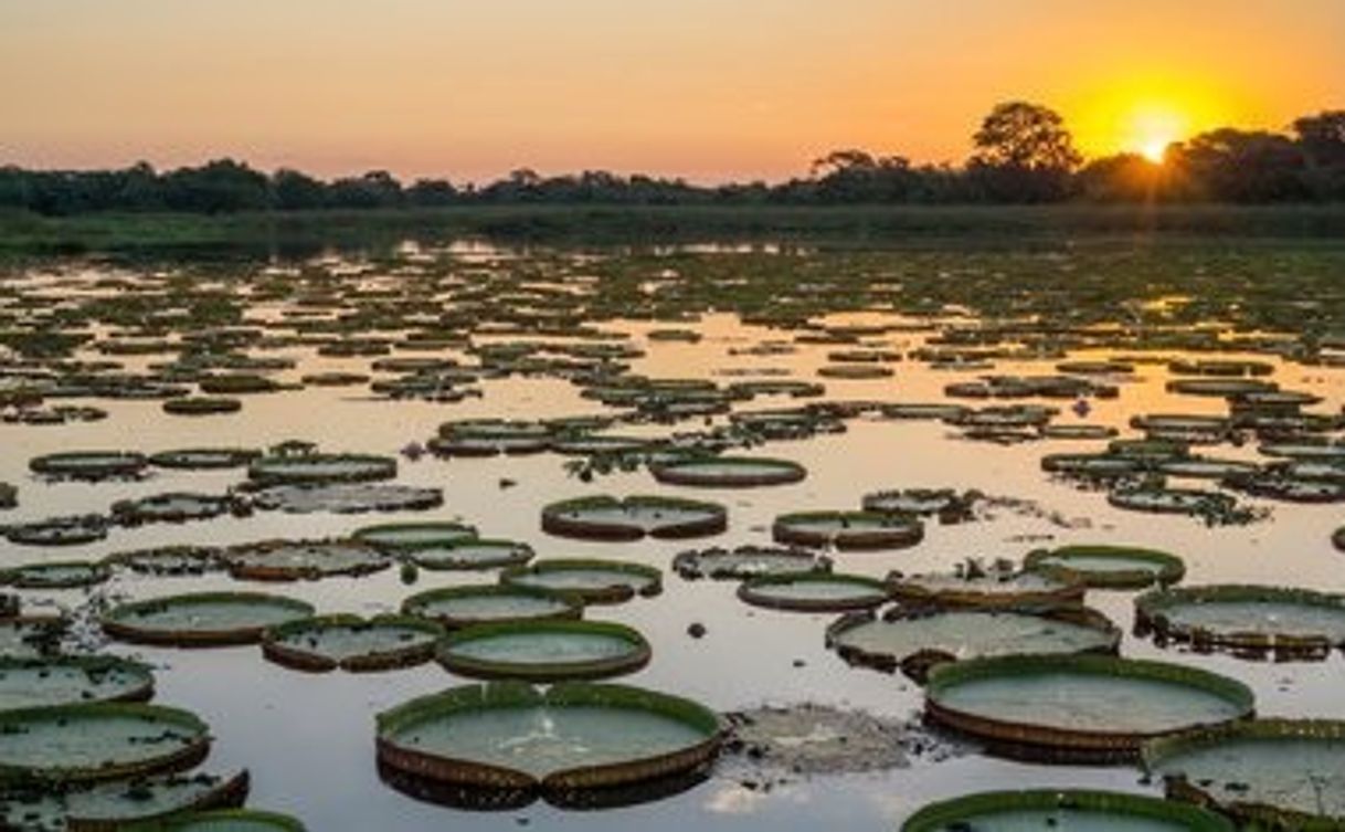 Moda PANTANAL - MT