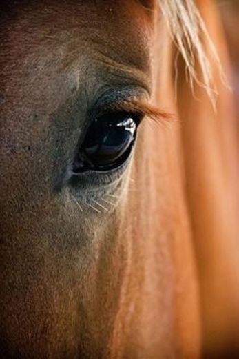 Horse Eye by Adam Romanowicz