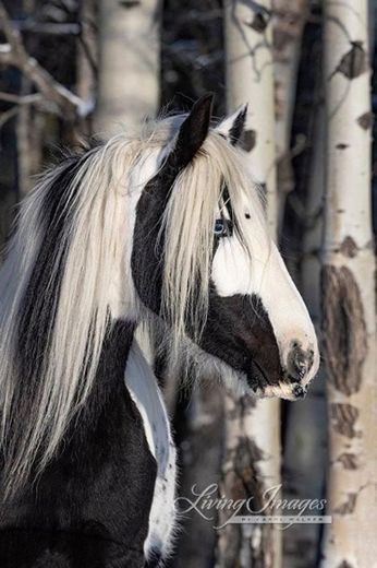 Horse Photography Black and White Horse Print “Gypsy In the…