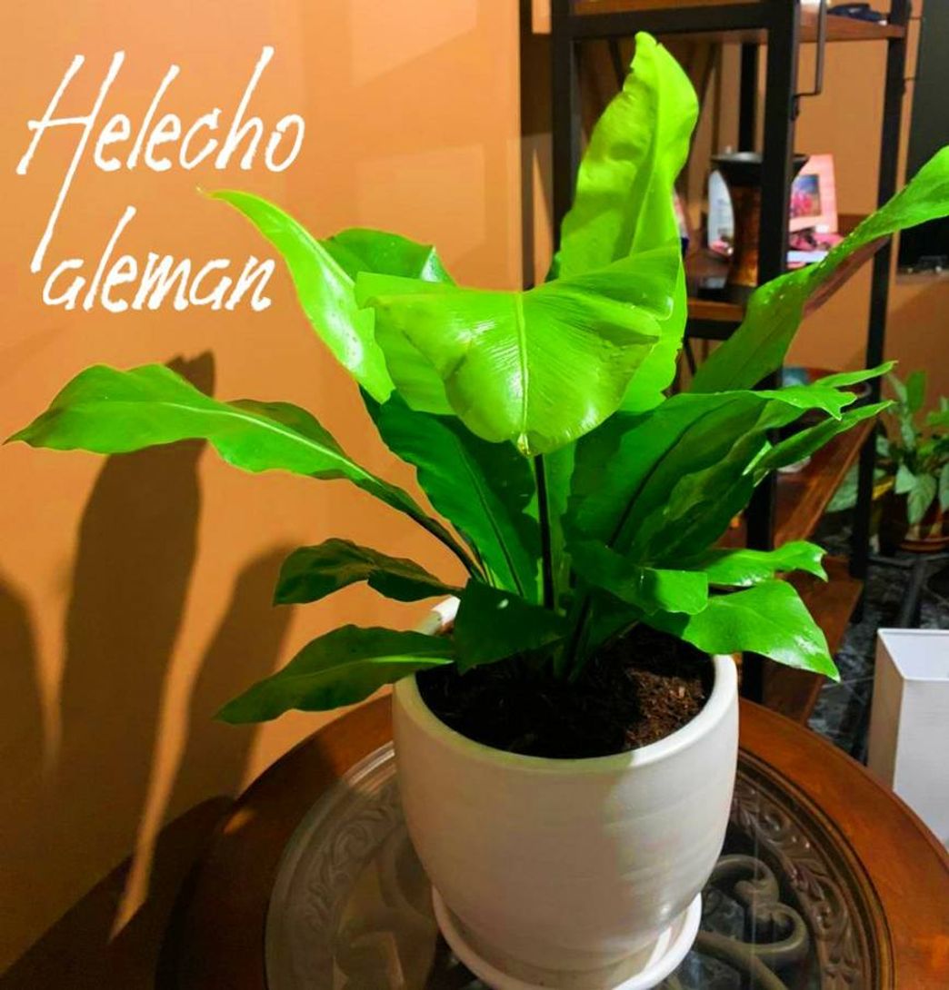 Moda Helecho alemán- planta