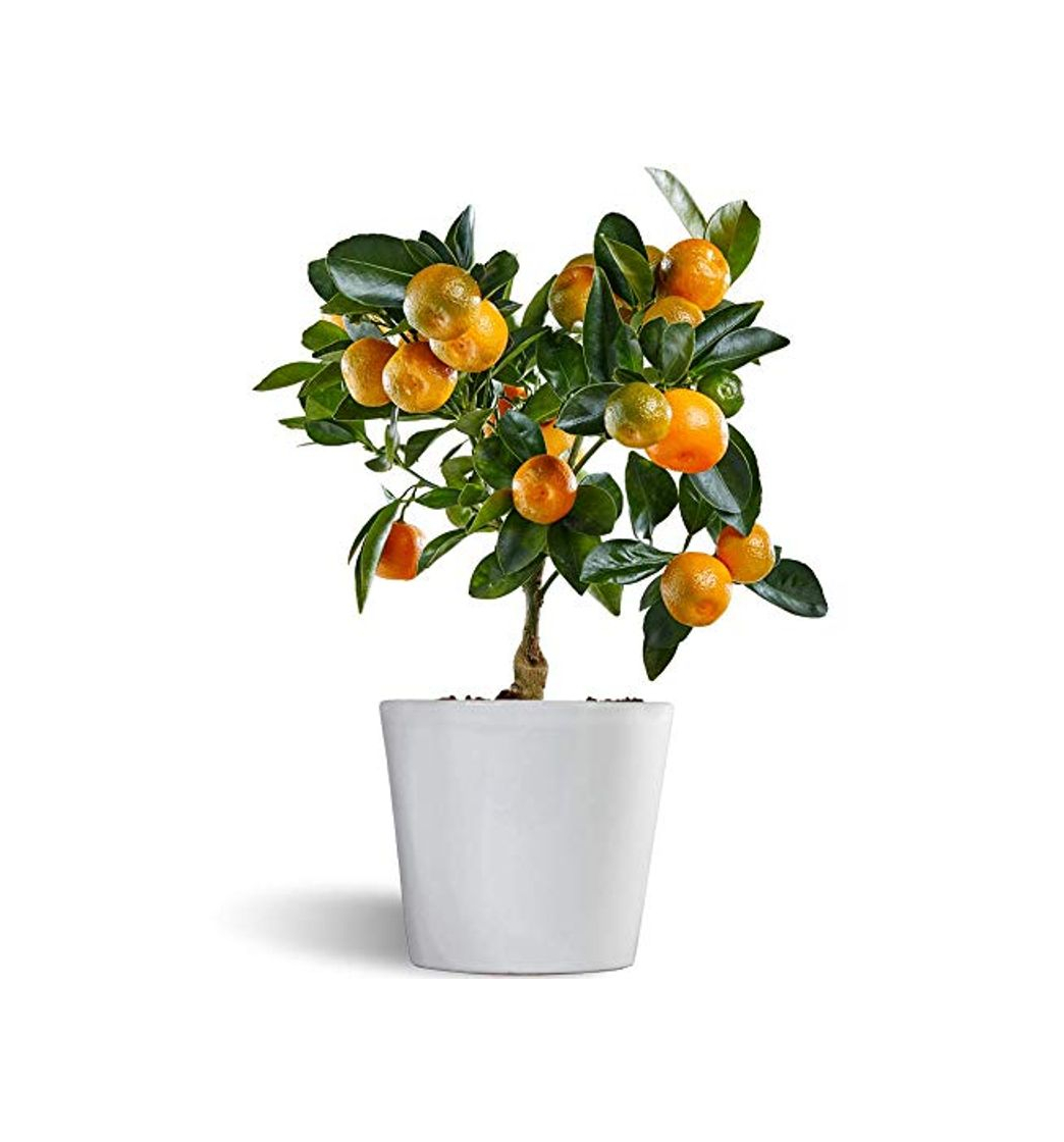 Social Calamondin - naranjo enano de interior - cítricos comestibles - maceta cerámica