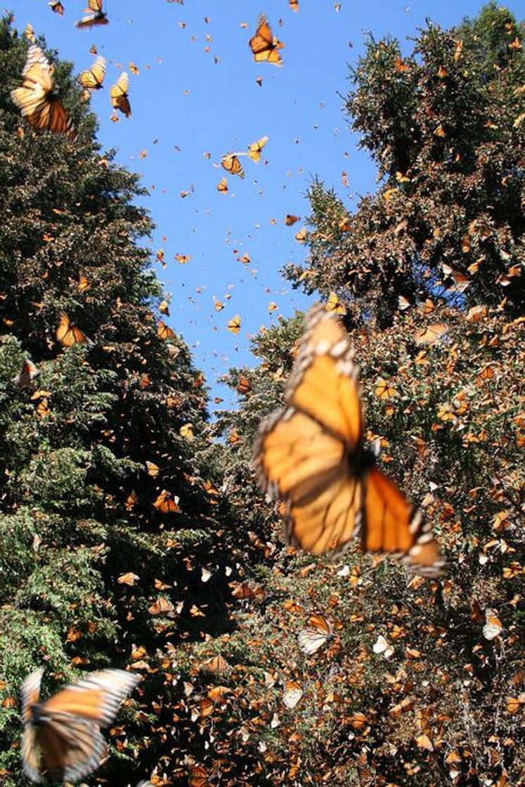 Lugar Santuario de la Mariposa Monarca "El Rosario"