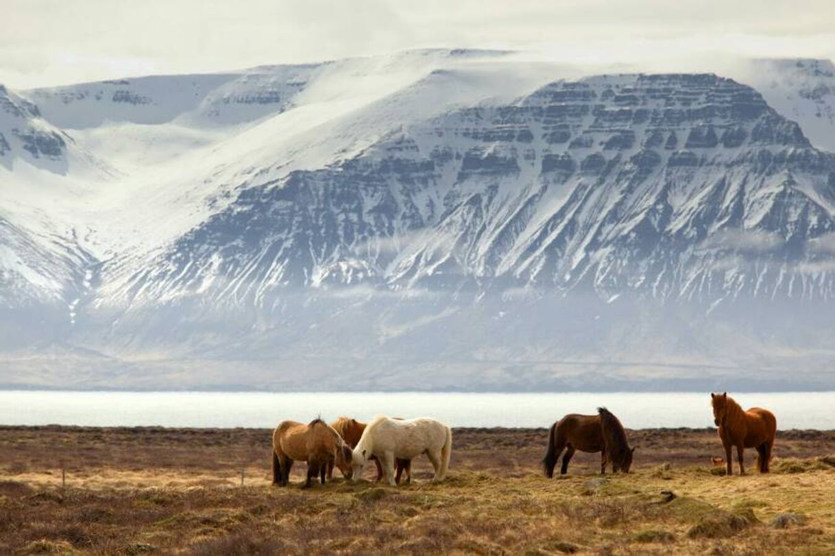 Place Viaje por el sur de Islandia