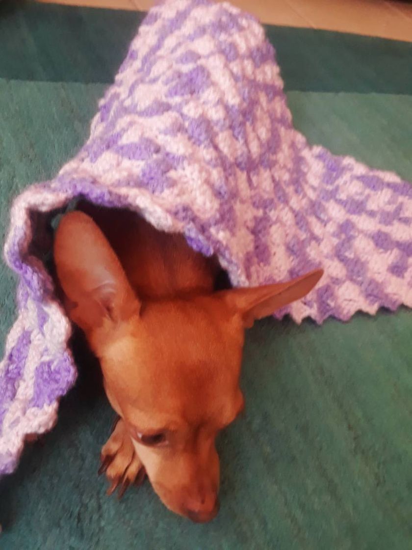 Social Cobija tejida con gancho para perro
