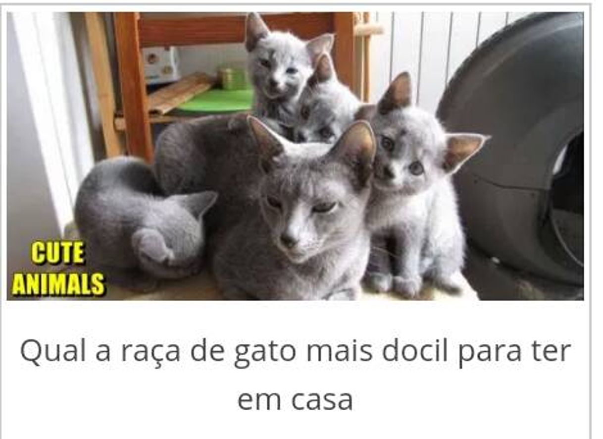 Fashion → Qual a raça de gato mais docil para ter em casa - 