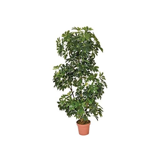 Planta artificial cheflera 145 cm altura