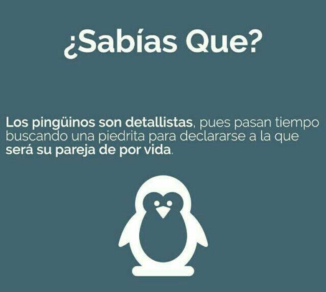 Social Pingüinos