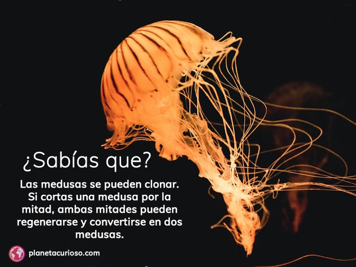 Social Las Medusas