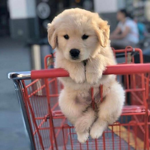cute dog in cart