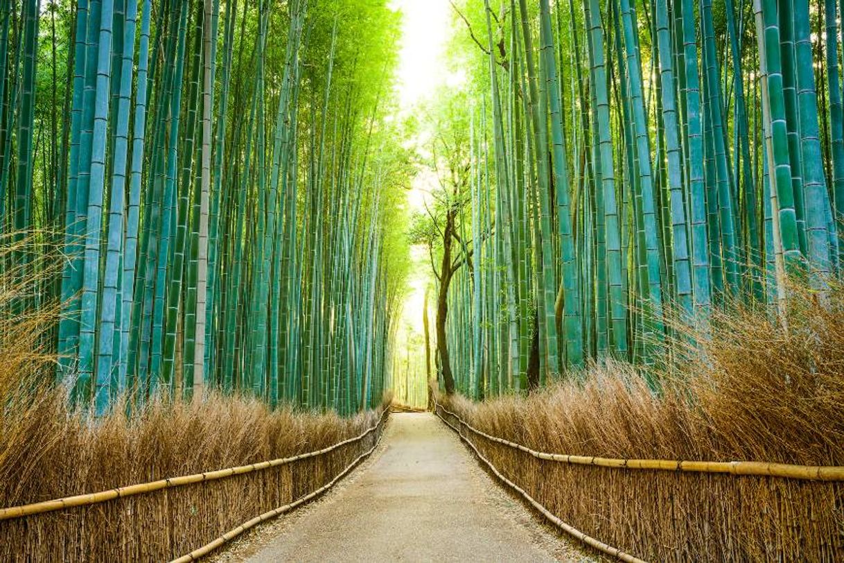 Place Arashiyama Bamboo Forest