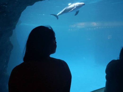 Shedd Aquarium