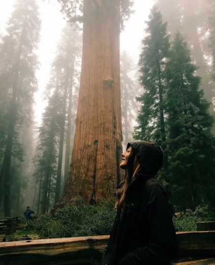 Sequoia National Park