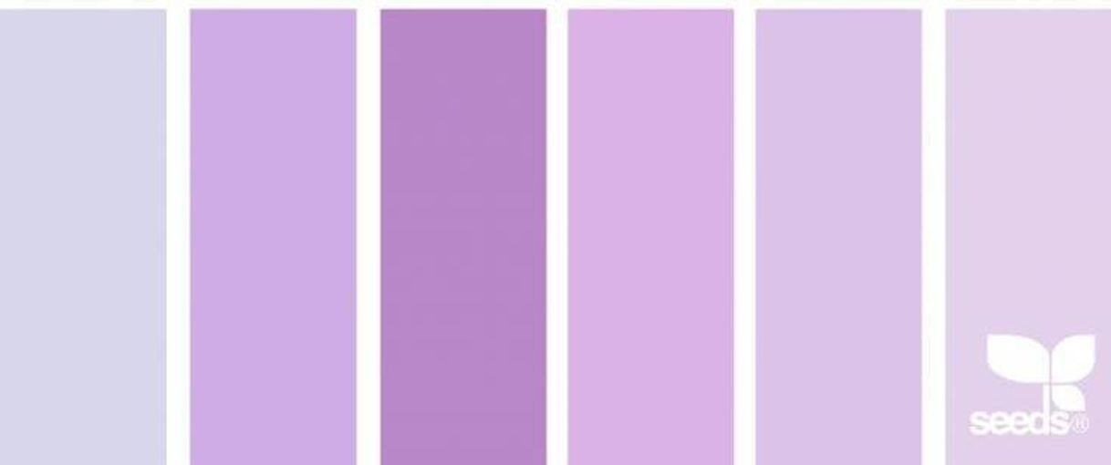 Destaque lilás sem desenho 💜