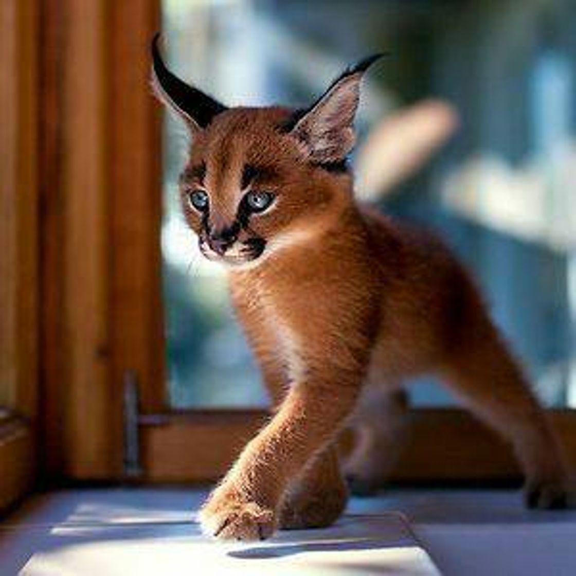 Social Caracal