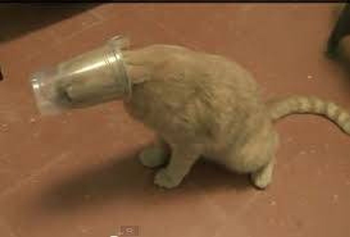 Social don't be mad, I'm just a cat